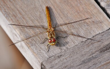 Libelle mit Facettenaugen