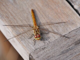 Libelle auf dem Holztisch