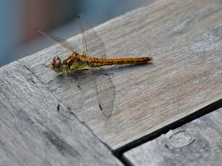 Libelle mit ausgebreiteten Flügeln
