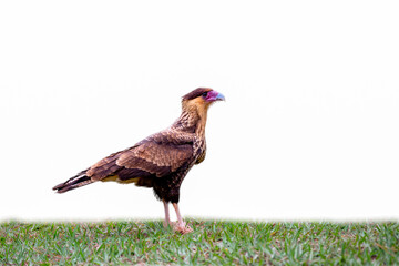 Isolated carcará falcon (Caracara plancus) on white background standing on uniform grass ground.