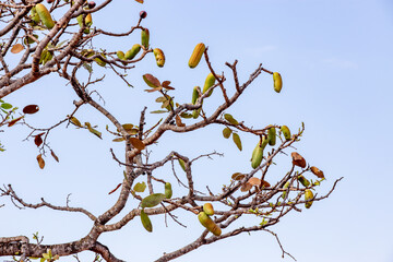 Ripe Jatobá fruits and the leaves of the species itself (Hymenaea courbaril). Closeup