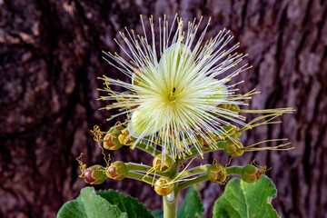 Isolated Pequi (Caryocar brasiliense) flowers in closeup with deep blur