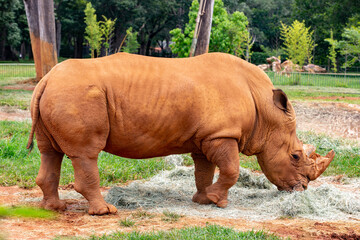 Obraz premium White rhino from the side feeding on hay in selective focus. seen from the front