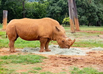 Obraz premium White rhino from the side feeding on hay in selective focus. seen from the front