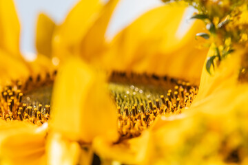 stamens of sunflower flower close up