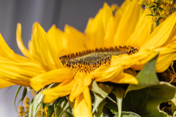 big yellow sunflower flower, close up
