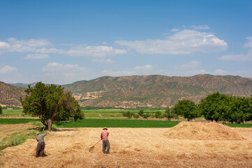 two workers are working on the Wheat field with blue and partly cloudy sky in Kurdistan province, iran. mountain and trees in background