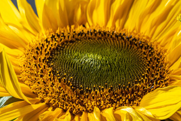 big yellow sunflower flower, close up