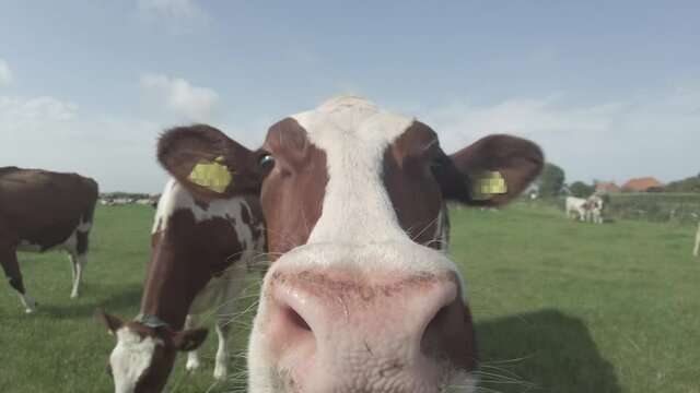 Curious dutch dairy cow smells on the camera