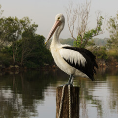 Pelican on a mooring 
