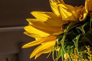 big yellow sunflower flower, close up
