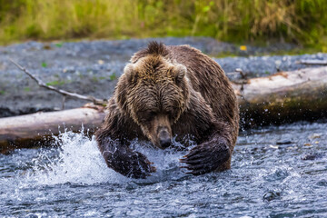 Dramatic closeup of ferocious, charging, wild brown bear lunging for salmon while fishing n wilderness stream on Kodiak island, Alaska