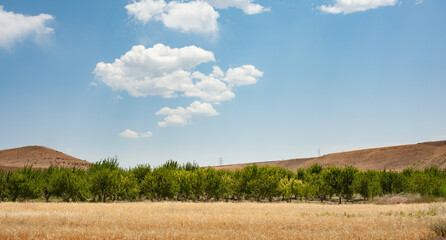 Fototapeta na wymiar Wheat field beside a garden with blue and partly cloudy sky in Kurdistan province, iran
