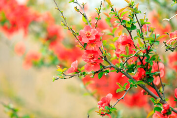 Flowers of Chaenomeles speciosa