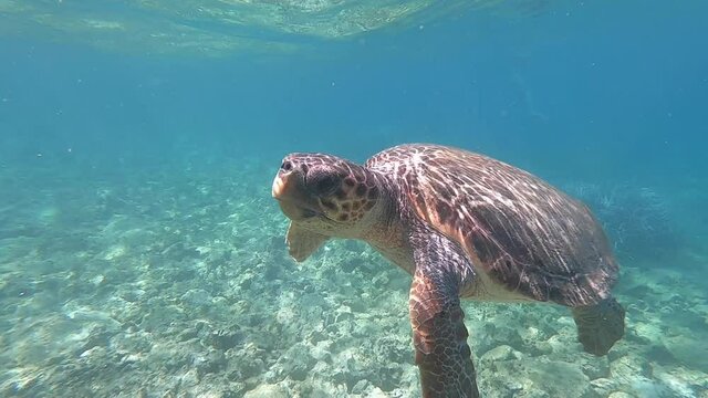 nurkowanie z żółwiem morskim