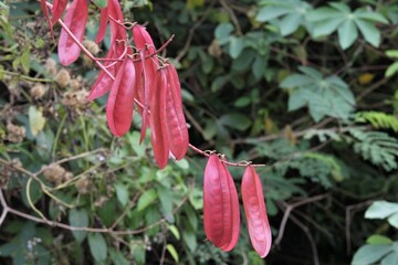 Photo of  Tara spinosa plant