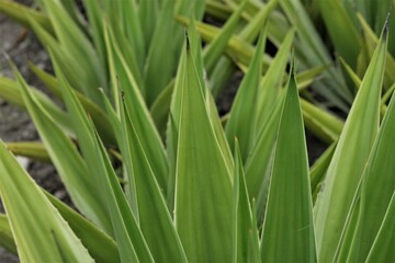 Furcraea foetida species of plant