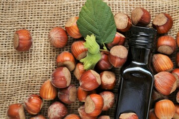 Hazelnut oil. Dark glass bottle and hazelnuts with green leaves on burlap.