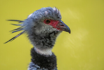 Obraz premium close up of a bird