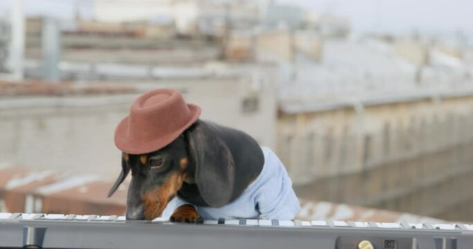 Joyful dachshund dog in t-shirt and hat plays contemporary synthesizer keyboard performing on building roof AT music concert closeup