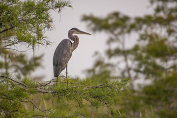Fototapeta premium great blue heron