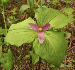 Trillium (Trillium ovatum) pink wildflower in Gallatin Range, Montana
