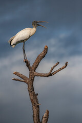 Obraz premium great blue heron