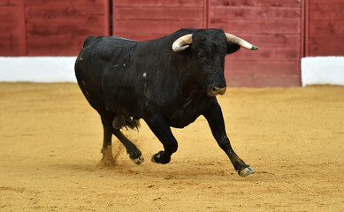 un toro bravo español con grandes cuernos en una plaza de toros en españa