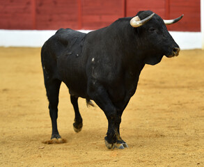 un toro bravo español con grandes cuernos en una plaza de toros en españa