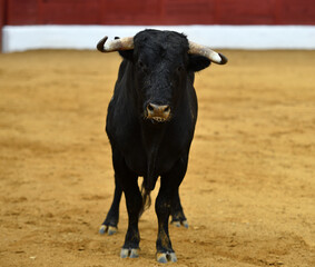 un toro bravo español con grandes cuernos en una plaza de toros en españa