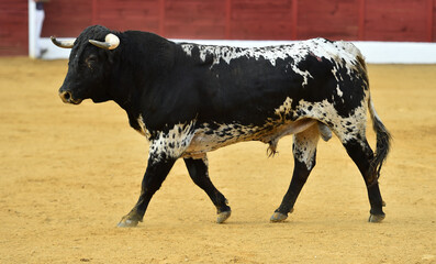 un toro bravo español con grandes cuernos en una plaza de toros en españa