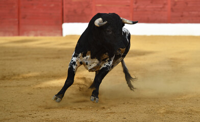 un toro bravo español con grandes cuernos en una plaza de toros en españa