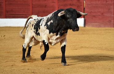 un toro bravo español con grandes cuernos en una plaza de toros en españa