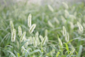 Fototapeta na wymiar Green foxtail that grew in the field
