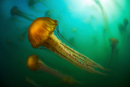Diving when a bloom of sea nettles jellyfish came into the Monterey Bay, California, USA