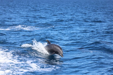 dolphin jumping out of water