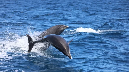 Schilderijen op glas dolphin jumping out of water, two dolphins jumping, bottlenose dolphin © FPLV