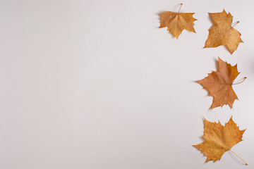 Autmn leaves on white background creating half frame.