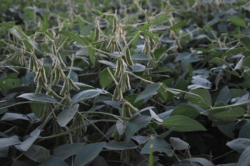 Obraz premium Soybean Plants