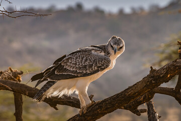 Martial Eagle - Samburu, Kenya
