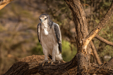 Martial Eagle - Samburu, Kenya
