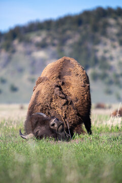 A bison scratching an itch on its head on the ground in Elk Ranch Flats. Grand Teton National Park, Wyoming