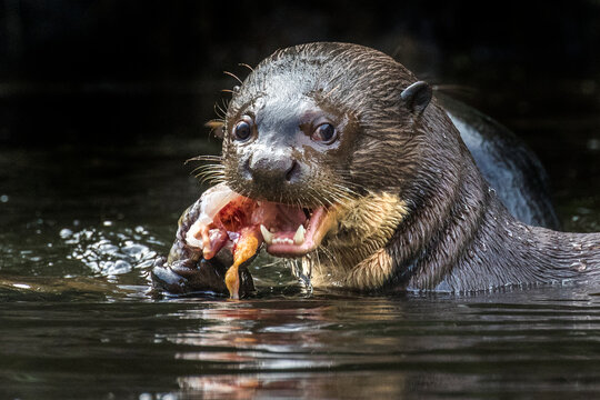 A giant otter (Pteronura brasiliensis) eats a fish in Yasuni National Park, Ecuador.