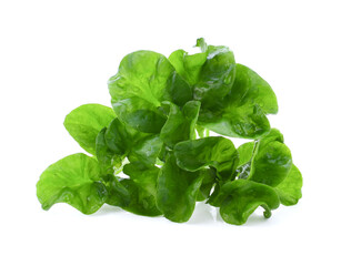 Fresh watercress isolated on white background.