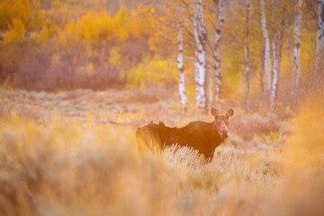 A cow moose standing below fall aspen trees in golden sunrise light hitting the landscape. Grand Teton National Park, Wyoming