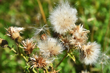A close up image of the fluffy brown seeds of a milk thistle plant in late autumn. 