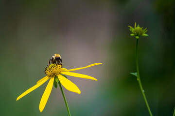 bee on a yellow wildflower