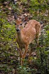young deer fawn in the woods