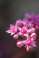 Fototapeta premium close up of pink flowers off a sedum plant