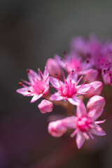close up of pink flowers off a sedum plant
